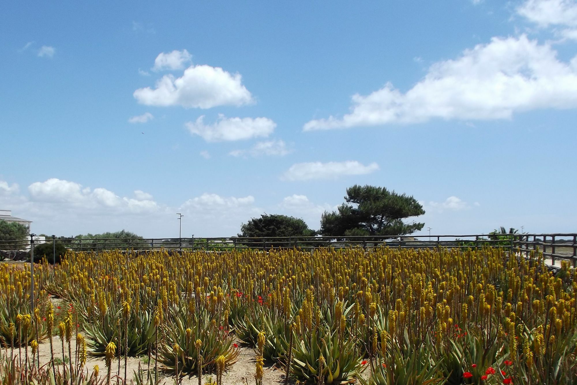 Il Giardino Delle Aloe Guest House Favignana Luaran gambar